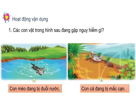 Bài giảng Tự nhiên xã hội Lớp 2 (Kết nối tri thức) - Bài: Động vật sống ở đâu? (Tiết 2)